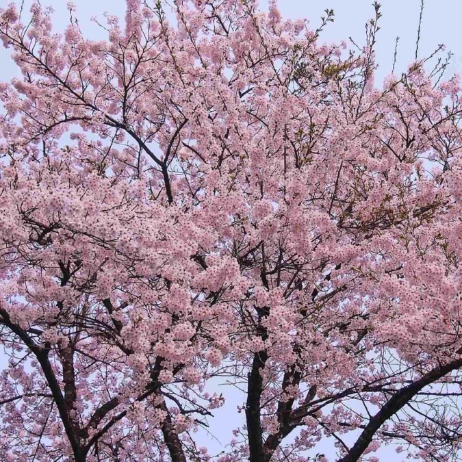 Cherry blossoms at Kakunodate Buke Yashiki