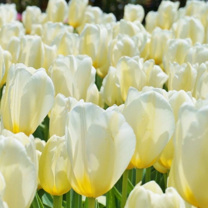 Tonami Tulip Park