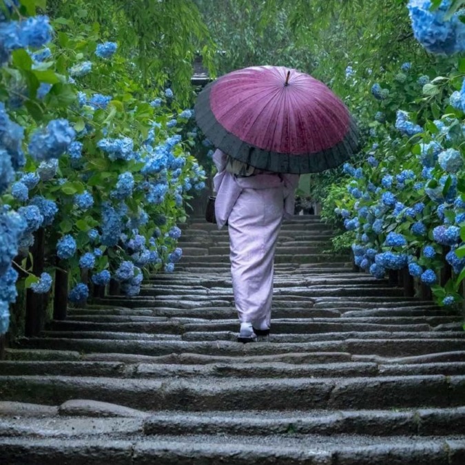 Meigetsuin in the season of hydrangea