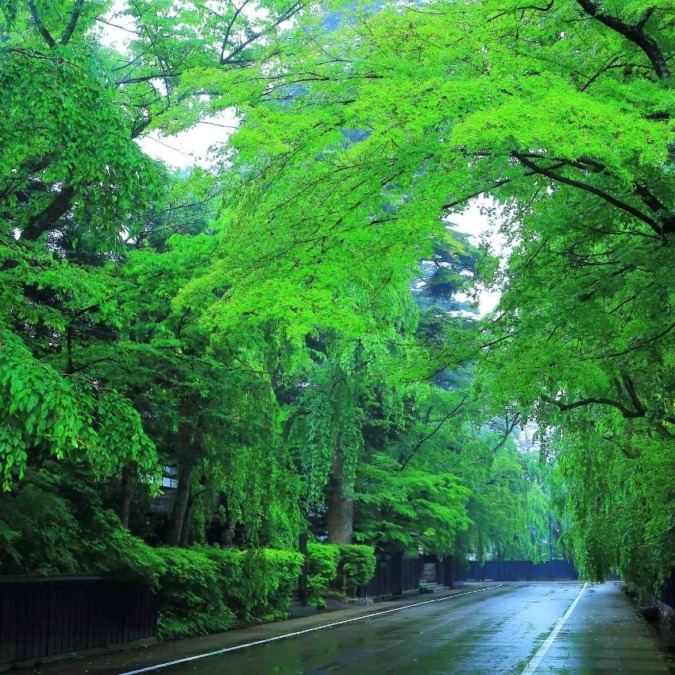 Fresh greenery at Kakunodate Buke Yashiki