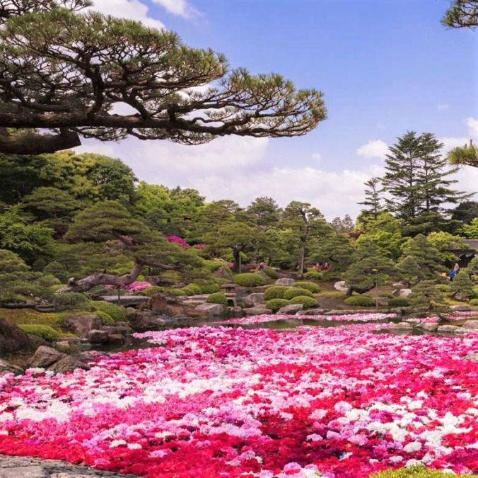 由志園 島根県 4月上旬 5月上旬 3万本の牡丹の花が見事 日本庭園も必見 お花畑モンスター