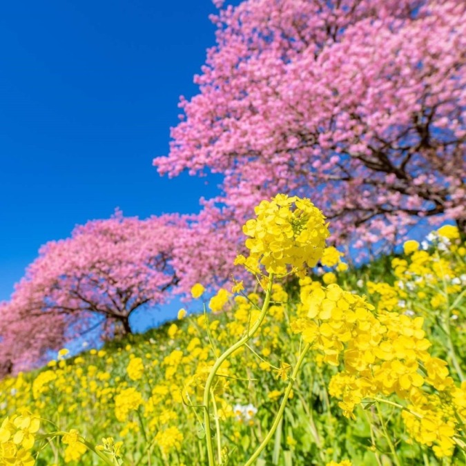 Cherry blossoms in Kawazu-cho,Izu