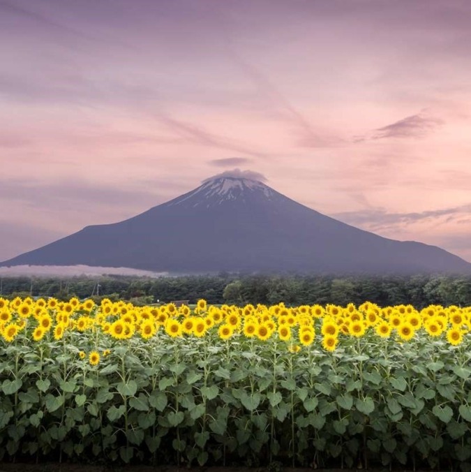 Yamanakako Hananomiyako Flower Park