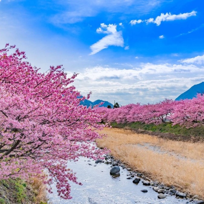 Cherry blossoms in Kawazu-cho,Izu