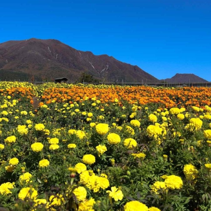 Kujyu Flower Park