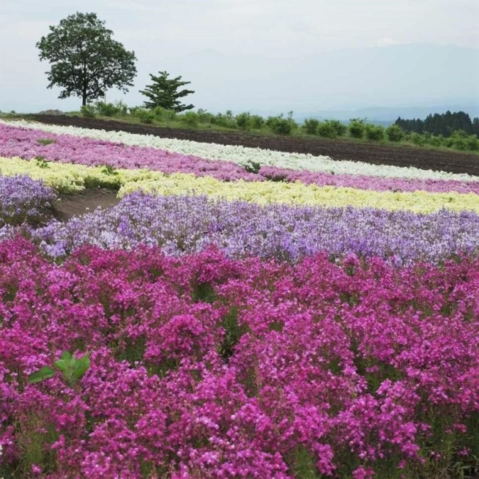 Kujyu Flower Park