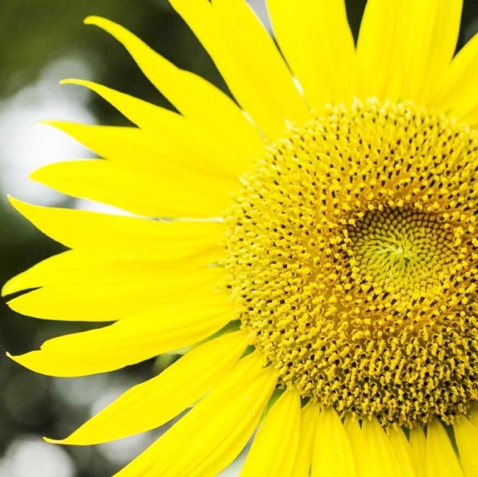 Sunflowers at Sera Kogen Farm