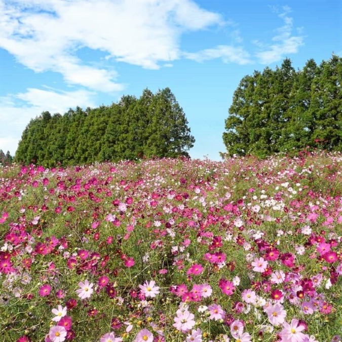 Cosmos at Ikoma Plateau