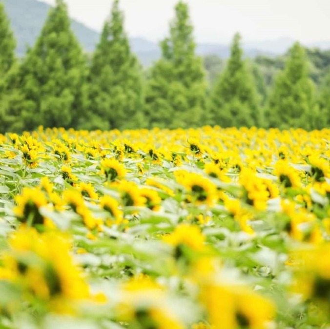 世羅高原農場 広島県 7月下旬 8月中旬 110万本のひまわりが咲き誇る お花畑モンスター