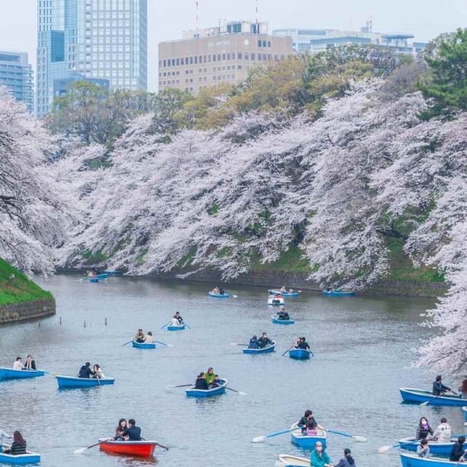 Scenery of cherry blossoms at Chidorigafuchi