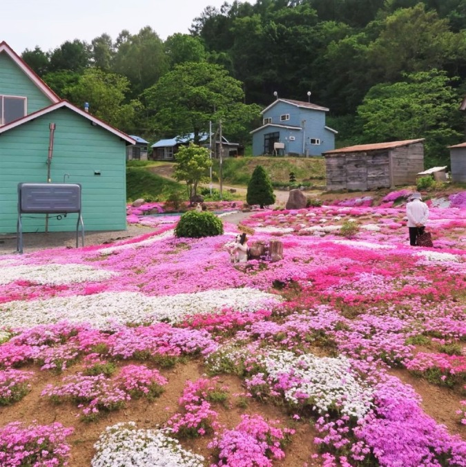 Mishima Shibazakura garden