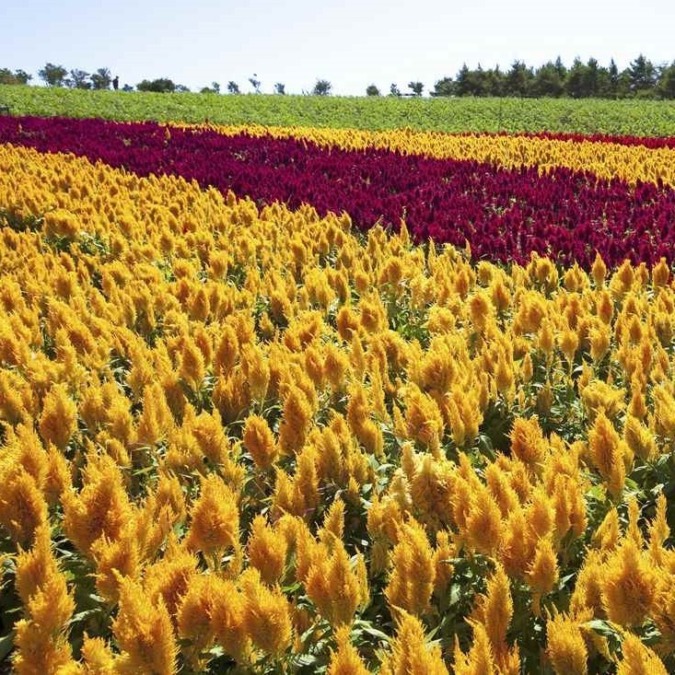 Nasu Flower World