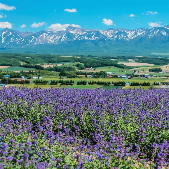 Flowerland Kamifurano