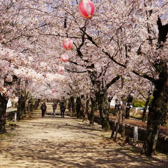 Cherry blossoms in Kikuchi Valley