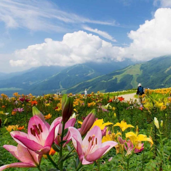 Alpine Plants in Hakuba