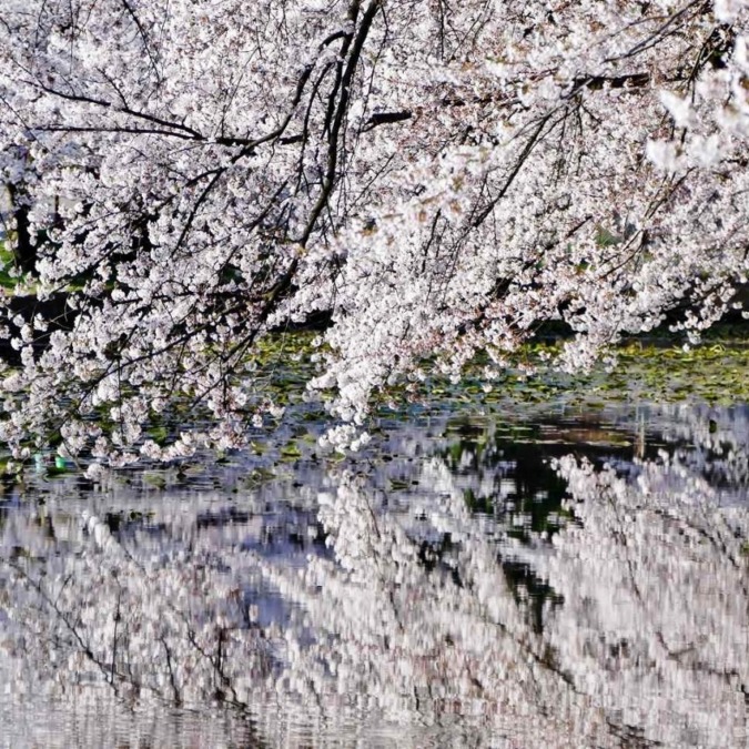 Cherry blossoms at Hirosaki Castle