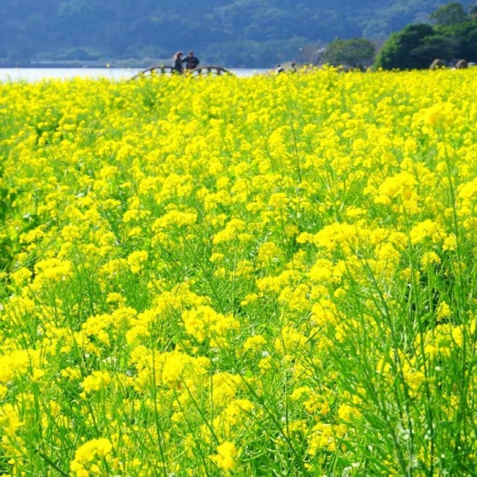 Rape blossom field around Lake Ikeda