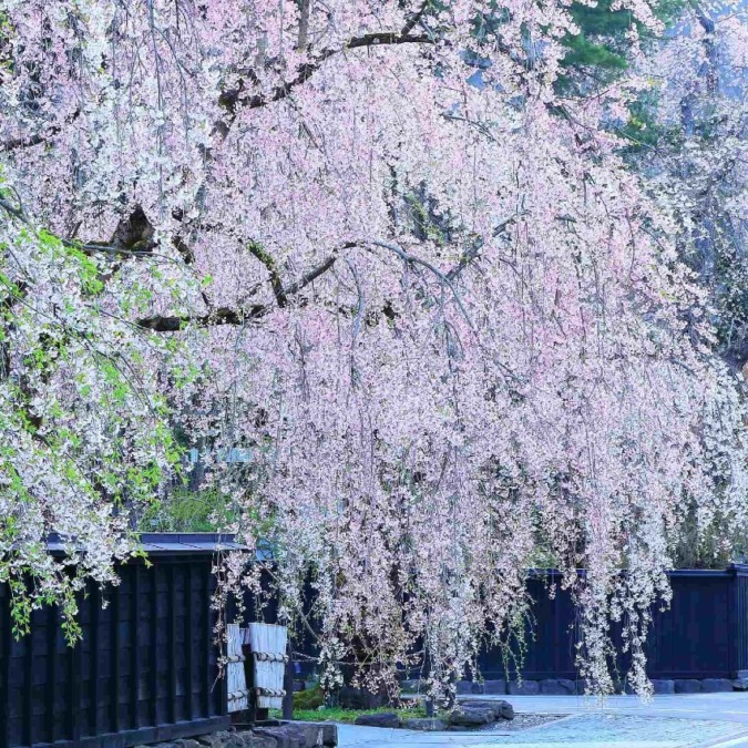 Cherry blossoms at Kakunodate Buke Yashiki