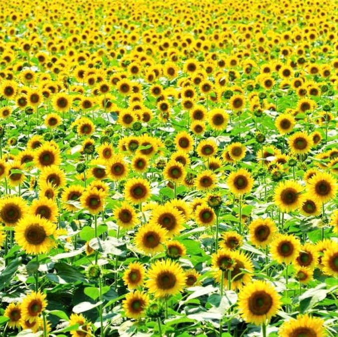 Tsunan Sunflower Field