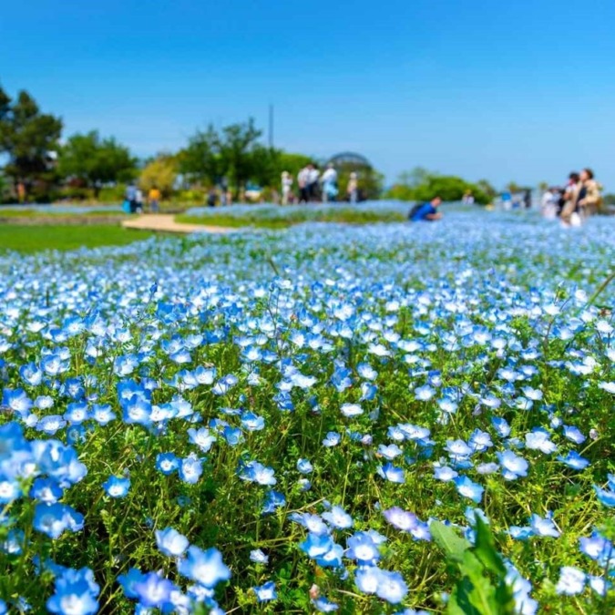 Nemophila at Uminonakamichi Seaside Park