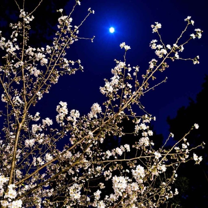 Cherry blossoms in Kyoto