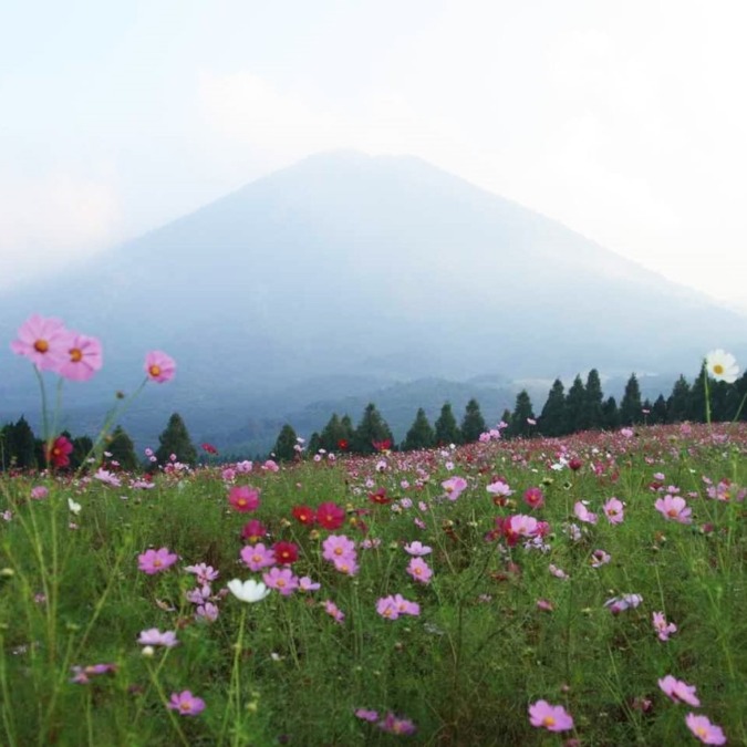 Cosmos at Ikoma Plateau