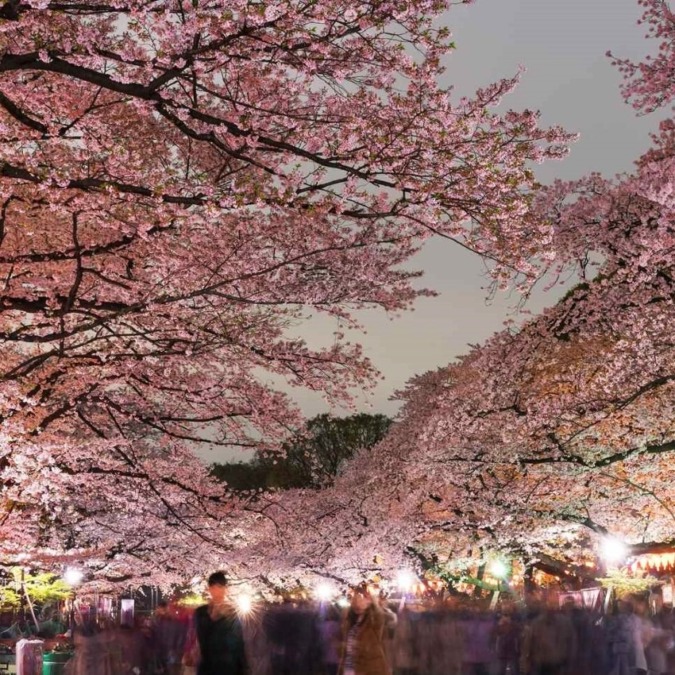 Cherry blossom scenery in Ueno Park