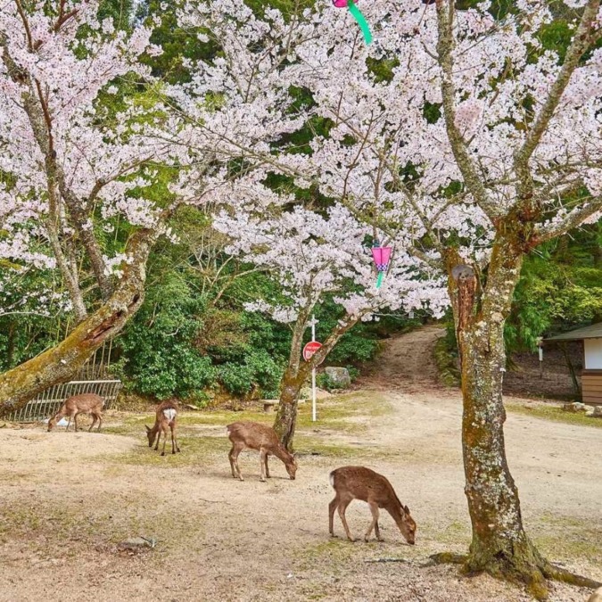 Cherry blossoms at Miyajima