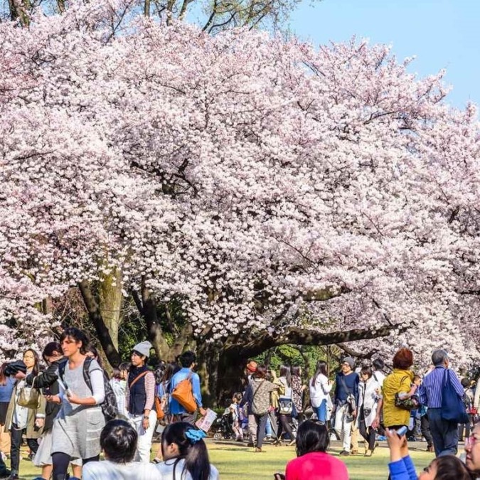 Cherry blossom scenery in Shinjuku Gyoen