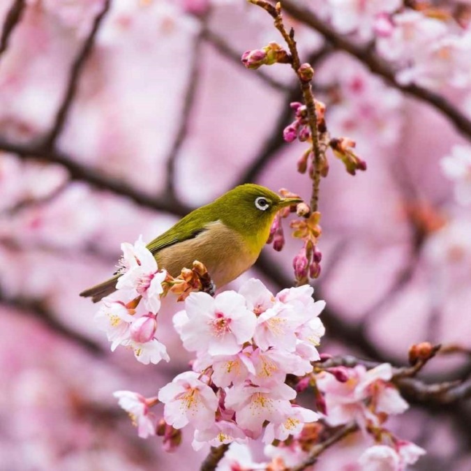 Cherry blossom scenery in Shinjuku Gyoen