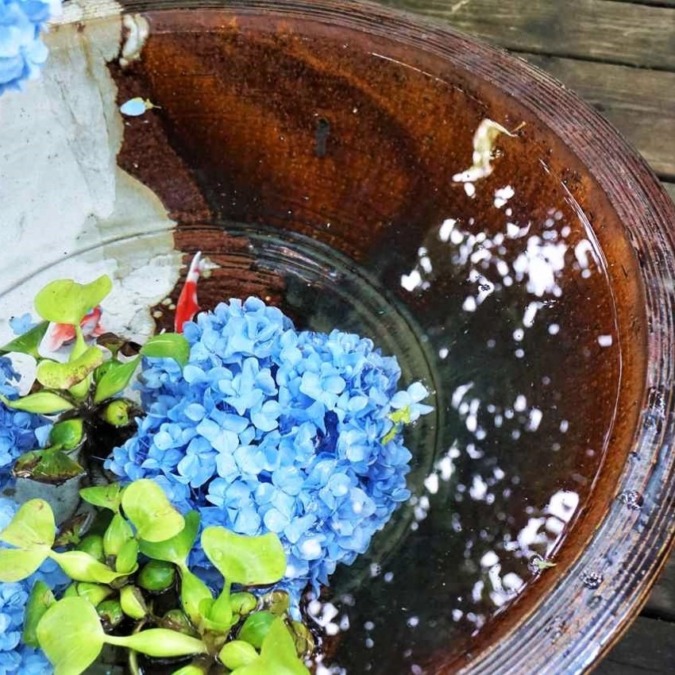 Meigetsuin in the season of hydrangea