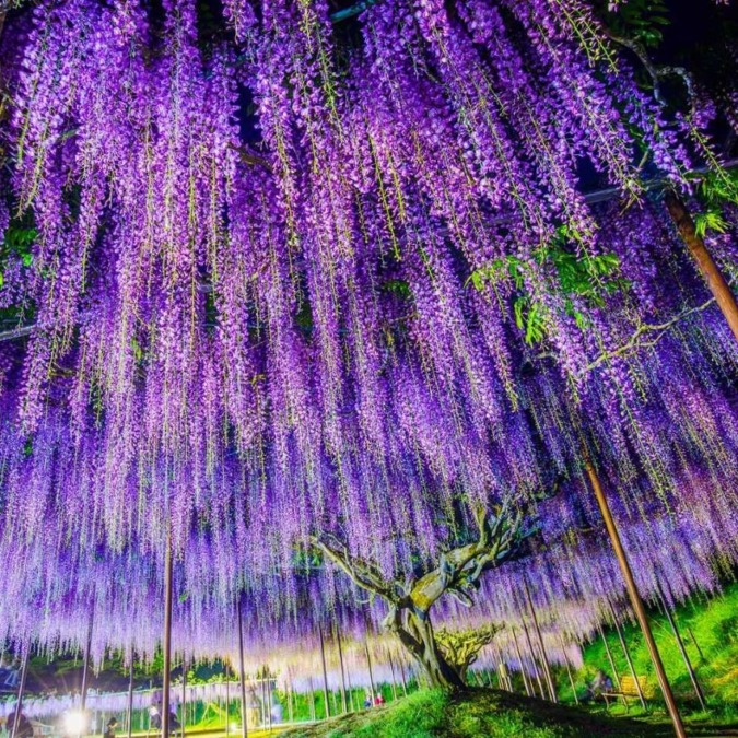 Wisteria flowers at Byakugoji Temple