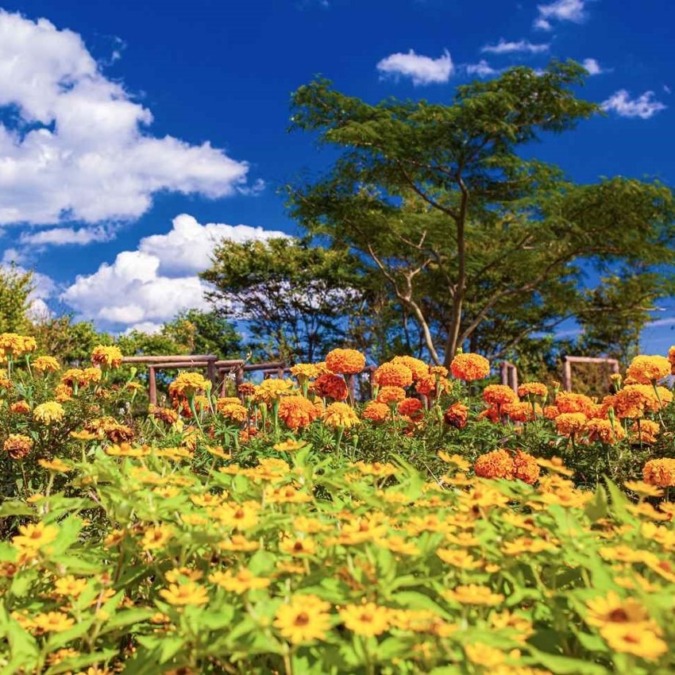 Kujyu Flower Park