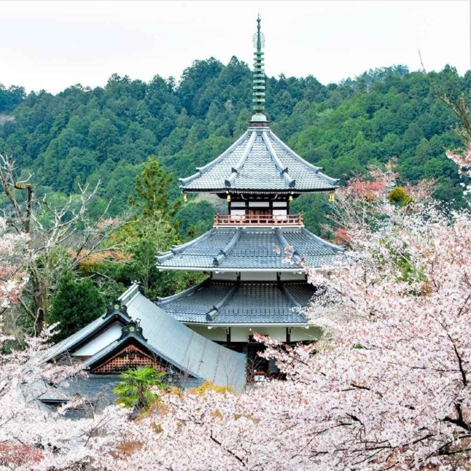 Beautiful cherry blossom scenery of Yoshinoyama