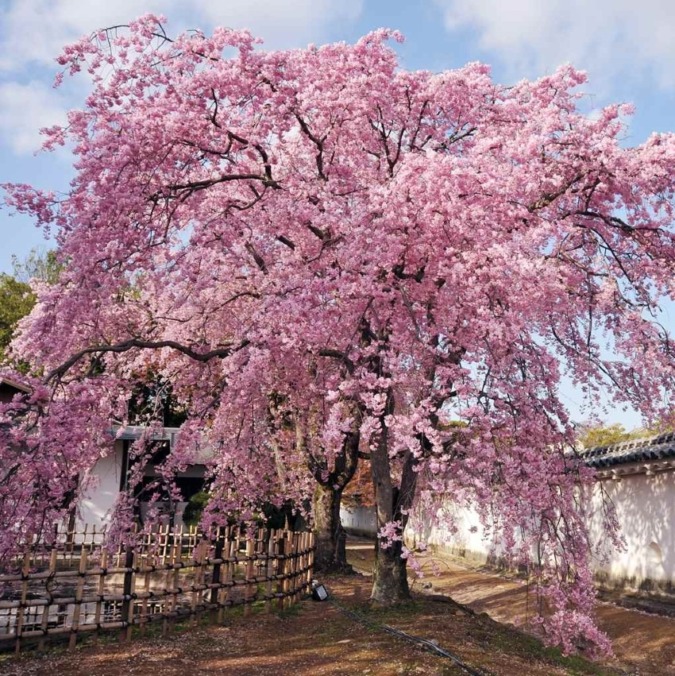 Cherry blossom scenery of Himeji Castle