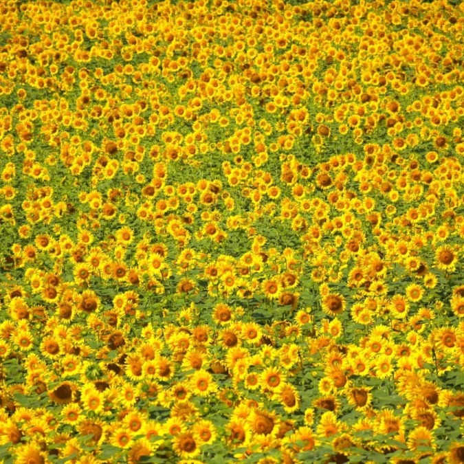 Hokuryu Sunflower Village