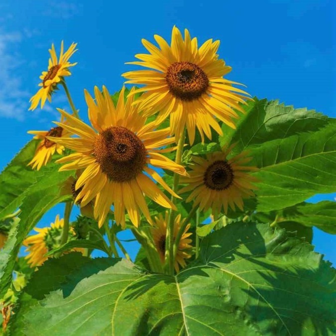 Nanko sunflower fields