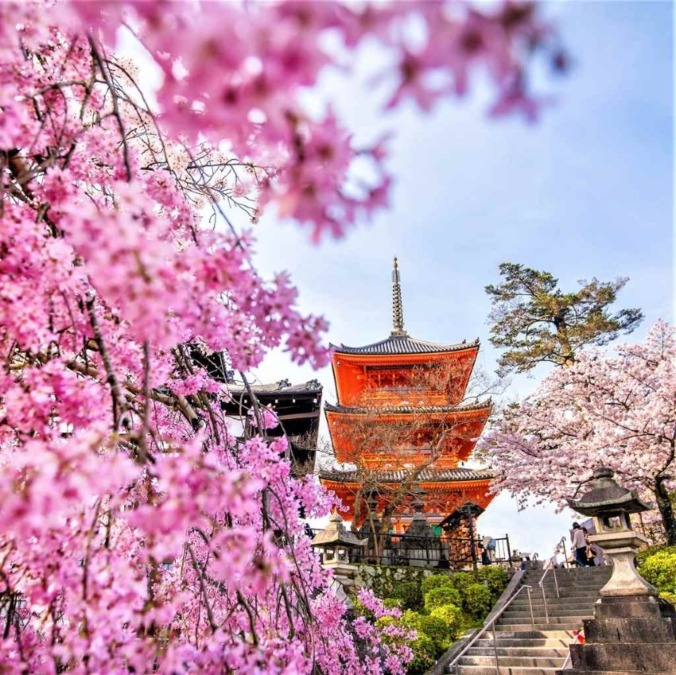 Cherry blossoms in Kyoto