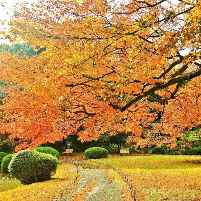 Scenery of Shinjuku Gyoen