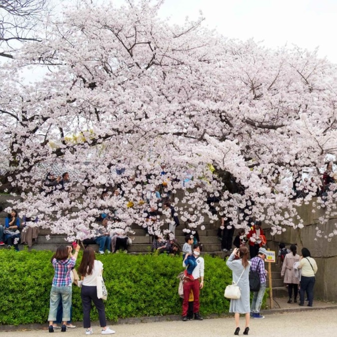 Cherry blossoms in Osaka Castle Park