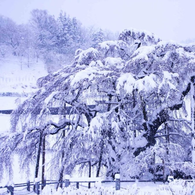 Miharu Takizakura tree