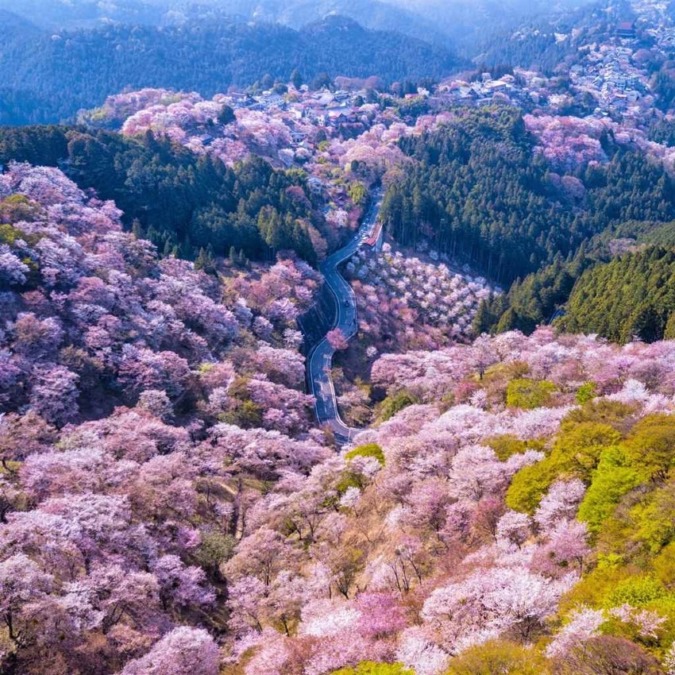 Beautiful cherry blossom scenery of Yoshinoyama