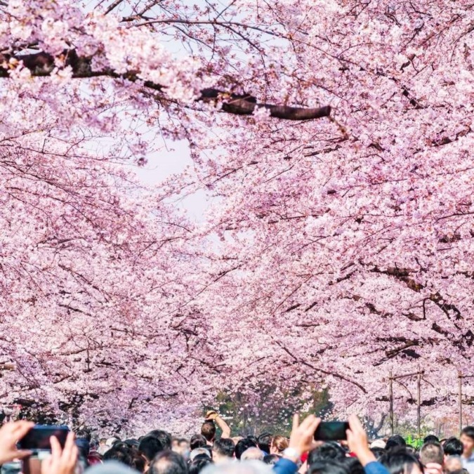 上野公園 東京都 3月下旬 4月上旬 東京最大の桜の名所 大勢の花見客でにぎわう お花畑モンスター