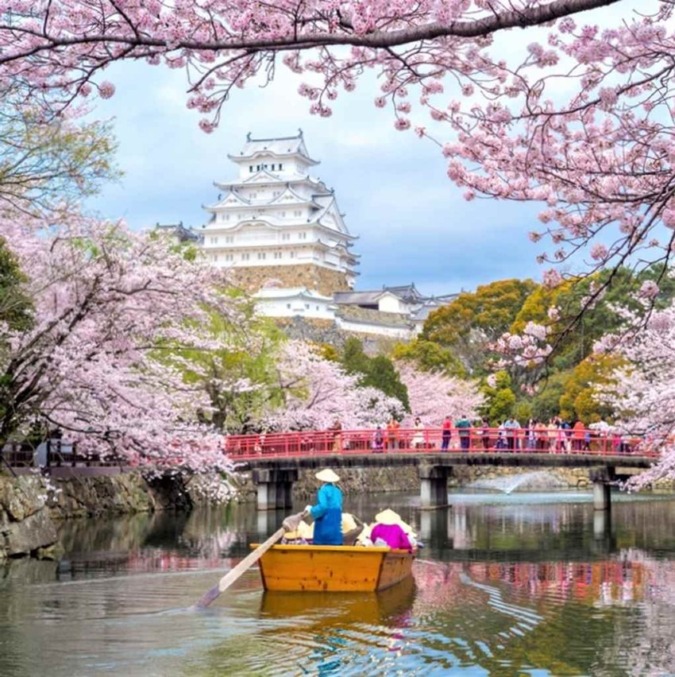 Cherry blossom scenery of Himeji Castle