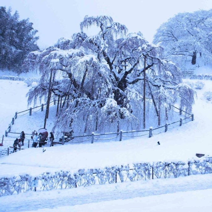 Miharu Takizakura tree