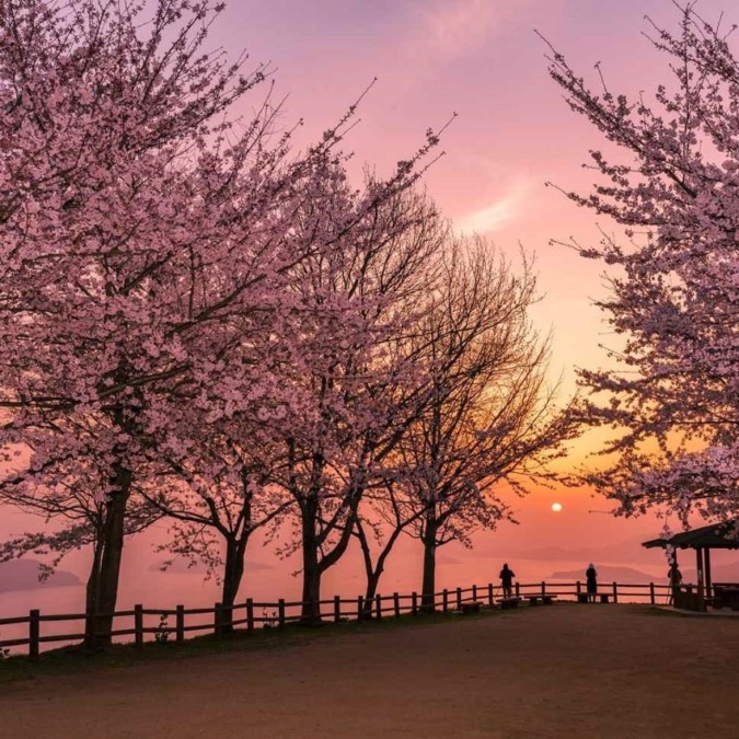 Cherry blossoms on Mt.Shiude