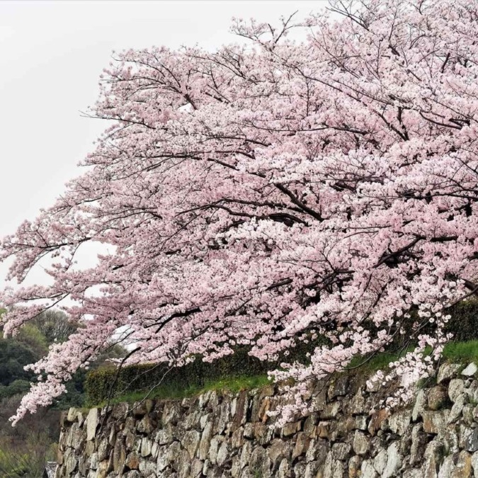 Cherry blossom scenery of Himeji Castle