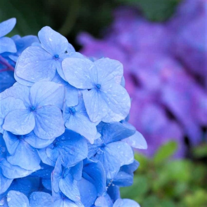 Meigetsuin in the season of hydrangea