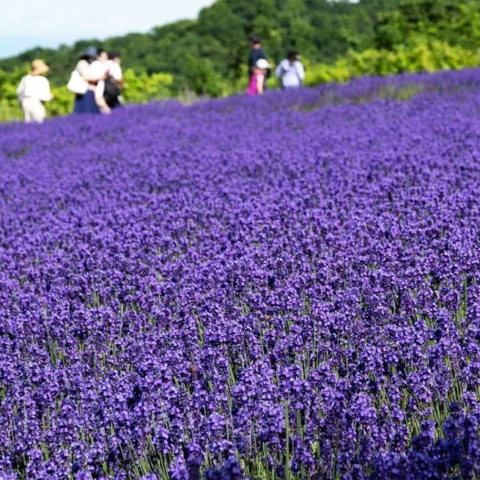 Horomi Pass Lavender Garden