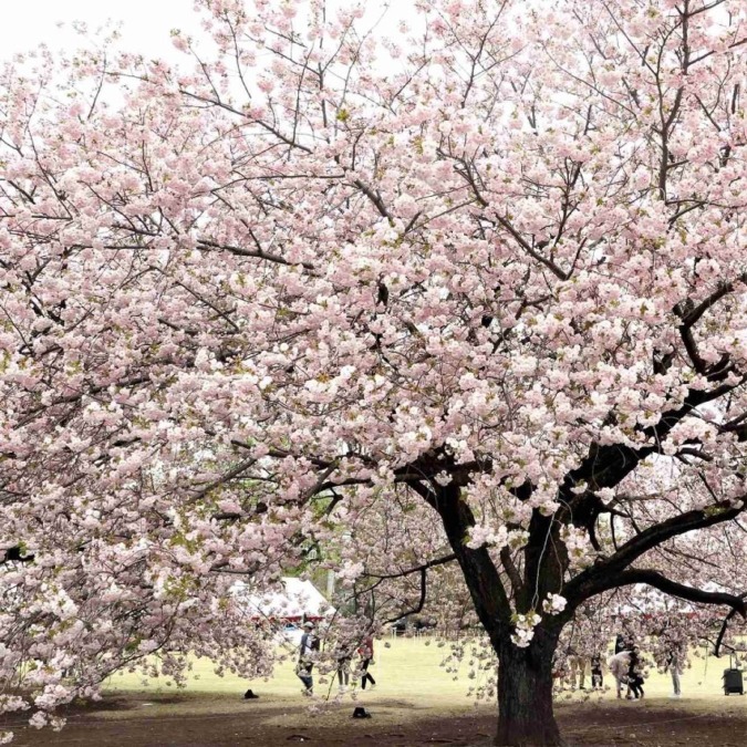 Cherry blossom scenery in Shinjuku Gyoen